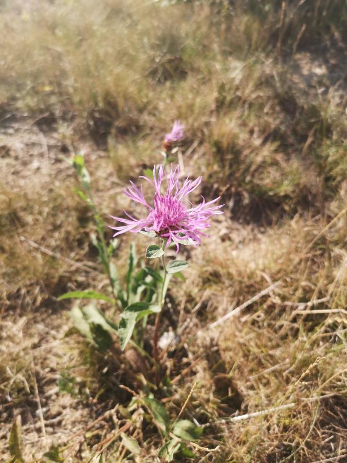 Zlatibor Hills Zozon Apartman Kültér fotó